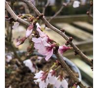 Bedwen Cherry Blossom 'Kojo-No-Mai' 9cm Plant x2 - Dwarf Prunus Fuji Cherry with Zig-Zag Stems for Small Gardens, Pots & Early Spring Blossom