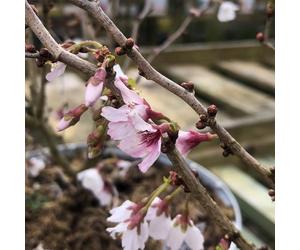Bedwen Cherry Blossom 'Kojo-No-Mai' 9cm Plant x2 - Dwarf Prunus Fuji Cherry with Zig-Zag Stems for Small Gardens, Pots & Early Spring Blossom