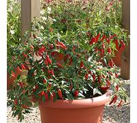 Bedwen Chilli Pepper 'Apache' 9cm Plant x2 - Compact Dwarf Variety with Very Hot Red Fruits for Pots, Patio Containers & Reliable Summer Crops