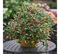 Bedwen Chilli Pepper 'Basket of Fire' 9cm Plant x2 - Trailing Variety with Colour-Changing Fruits for Hanging Baskets, Patio Pots & Decorative Heat