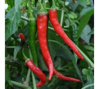 Bedwen Chilli Pepper 'Cayenne' 9cm Plant x2 - Classic Long Red Chillies for Spicing, Drying & Reliable Summer Crops