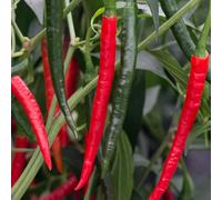 Bedwen Chilli Pepper 'Chiang Rai' 9cm Plant x2 - Hot Thai Chillies for Curries, Stir-Fries & Authentic Asian Heat