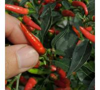 Bedwen Chilli Pepper 'Demon Red' Plug Plants x5 - RHS AGM Dwarf Variety with Very Hot Upright Fruits for Windowsills & Patio Pots
