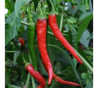 Bedwen Chilli Pepper 'Kitchen Buddies Cayenne' Plug Plants x5 - Compact Hot Pepper for Kitchen Windowsills & Fresh Cooking