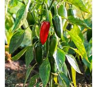 Bedwen Chilli Pepper 'Kitchen Buddies Jalapeno' 9cm Plant x2 - Compact Mild-Medium Hot Pepper for Tex-Mex Dishes & Salsas