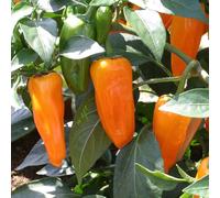Bedwen Chilli Pepper 'Orange Spice' Plug Plants x5 - Vibrant Orange Jalapeno Type with Fruity Heat for Colourful Cooking