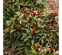 Bedwen Chilli Pepper 'Quickfire' 9cm Plant x2 - Fast-Ripening Hot Chillies for Short Summers, Early Harvests & Reliable Outdoor Cropping