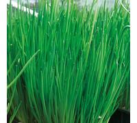 Bedwen Chive 'Alando' 9cm Plant x2 - Vigorous Upright Herb with Mild Onion Flavour for Pots, Salads & Summer Garnishes