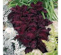 Bedwen Coleus 'Black Dragon' Plug Plant x4 - Painted Nettle Summer-Bedding Plants with Dark-Burgundy Foliage for Shade Borders, Patio Pots & Indoors
