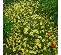 Bedwen Coreopsis 'Moonbeam' 2L Plant - Pollinator-Friendly Perennial Tickseed with Pale Lemon-Yellow Summer-Flowers for Patio Pots & Cottage Gardens