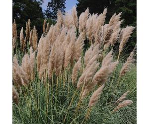 Bedwen Cortaderia 'Pink Feather' 5cm Plant x2 - Pink Pampas Grass for Architectural Borders, Patio Pots & Dried Flower Arranging