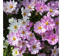 Bedwen Cosmos 'Apollo Lovesong' Plug Plant x6 - Pink & White Summer-Flowering Bedding Plants for Cut-Flower Gardens, Pollinator-Friendly Borders & Patio Pots