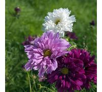 Bedwen Cosmos Mix 'Double Click' 9cm Plant x2 - Summer-Flowering Bedding Plants for Cut-Flower Gardens, Pollinator-Friendly Borders & Patio Pots