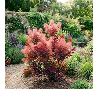 Bedwen Cotinus ‘Ruby Glow’ 4L Plant - Compact Smoke Bush with Deep Burgundy Foliage for Sunny Borders & Patio Pots