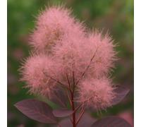 Bedwen Cotinus ‘Young Lady’ 4L Plant - AGM Award-Winning Compact Smoke Bush with Soft Pink Summer Plumes for Sunny Borders & Feature Planting