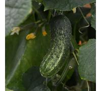 Bedwen Cucumber 'GherKing' F1 Plug Plant x4 - Prolific Gherkin Variety for Pickling & Preserving