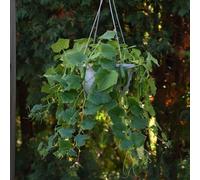 Bedwen Cucumber 'Quick Snack' 9cm Plant x2 - Compact Dwarf Variety for Kitchen Windowsills & Patio Pots