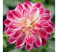 Bedwen Dahlia 'Lubega Purple White' 9cm Plant x2 - Striking Bicolour Blooms for Patio Pots & Window Boxes