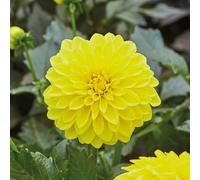 Bedwen Dahlia 'Lubega Yellow' Plug Plant x4 - Vibrant Yellow Double Blooms for Sunny Patio Containers