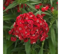 Bedwen Dianthus 'Dart Scarlet' 7cm Plant x3 - Sweet William Red Hardy Fragrant Winter-Flowering Bedding Plants for Pollinators
