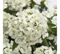 Bedwen Dianthus 'Dart White' 7cm Plant x3 - Sweet William White Hardy Fragrant Winter-Flowering Bedding Plants for Pollinators
