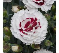 Bedwen Dianthus 'Scent First Coconut Sundae' Plug Plant x4 - Scented White & Burgundy Flowers for Patio Pots, Borders & Summer Colour