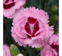 Bedwen Dianthus 'Scent First Raspberry Sundae' 9cm Plant x2 - Fragrant Pink & Red Blooms for Pots & Rockeries