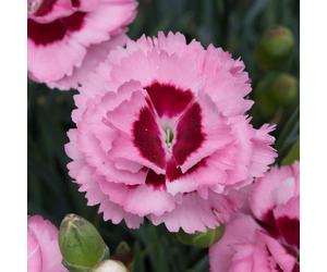 Bedwen Dianthus 'Scent First Raspberry Sundae' 9cm Plant x2 - Fragrant Pink & Red Blooms for Pots & Rockeries