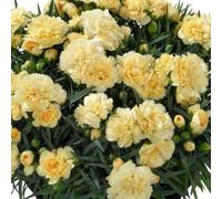Bedwen Dianthus 'Sunflor Amber' Plug Plants x4 - Fragrant Apricot-Yellow Carnation Blooms for Patio Pots, Rockeries & Containers