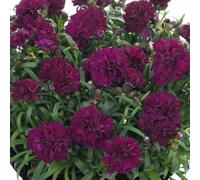 Bedwen Dianthus 'Sunflor Beetle' 9cm Plant x2 - Fragrant Deep Purple Carnation Blooms for Patio Pots, Rockeries & Containers