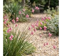 Bedwen Dierama 'Wind Nymph Pink' 9cm Plant - Graceful Arching Angel's Fishing Rod Perennial with Bell-Shaped Pink Flowers for Meadows, Borders & Movement