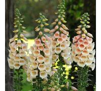 Bedwen Digitalis 'Dalmatian Peach' Plug Plant x4 - Soft Apricot Foxglove Flowers for Pastel Cottage Borders