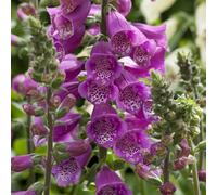 Bedwen Digitalis 'Dalmatian Purple' 9cm Plant x2 - Deep Rose-Purple Foxglove Flowers for Pollinator Gardens