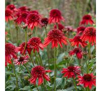 Bedwen Echinacea 'Eccentric' 2L Plant - Colour-Changing Coneflower with Double Red Flowers for Pollinator Borders, Cottage Gardens & Summer Colour
