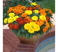 Bedwen French Marigold 'Durango Mix' 7cm Plant x3 - Large Anemone-Flowered Tagetes for Borders, Bedding & Long-Season Colour