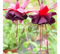 Bedwen Fuchsia 'Blacky' 9cm Plant x2 - Double Midnight-Purple Blooms for Dramatic Hanging Baskets & Pots