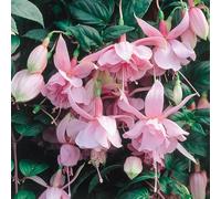 Bedwen Fuchsia 'Pink Galore' Plug Plant x4 - Trailing Double Pink Flowers for Romantic Hanging Baskets
