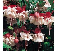 Bedwen Fuchsia 'Swingtime' Plug Plant x4 - Heritage Trailing Variety with Double Red & White Flowers