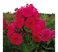 Bedwen Garden Phlox 'Red Riding Hood' Plug Plant x3 - Compact Perennial with Fragrant Cherry-Red Flowers for Borders, Pots & Summer Colour