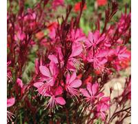 Bedwen Gaura 'Gambit Rose' 9cm Plant x2 - Compact Perennial with Fluttering Dark-Pink Flowers for Sunny Borders, Cottage Gardens & Long-Season Colour