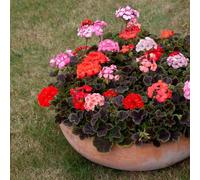 Bedwen Geranium 'Horizon Shadow Mix' 7cm Plant x3 - Compact Zonal Pelargonium with Dark Foliage for Patio Pots, Bedding & Summer Displays