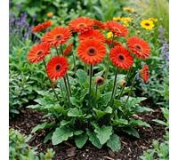 Bedwen Gerbera 'Garvinea Sweet Chilli' 2L Plant - Hardy Garden Gerbera with Vibrant Red Flowers for Borders, Patio Pots & Long-Season Colour
