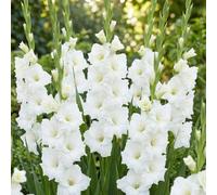 Bedwen Gladioli 'White Prosperity' Corms x10 - Large-Flowering Pure White Spikes with Ruffled Petals for Elegant Summer Borders, Luxury Cut Flowers & Cottage Gardens