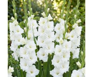 Bedwen Gladioli 'White Prosperity' Corms x10 - Large-Flowering Pure White Spikes with Ruffled Petals for Elegant Summer Borders, Luxury Cut Flowers & Cottage Gardens