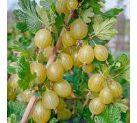 Bedwen Gooseberry 'Hinnonmaki Green' 9cm Plant - Hardy Mildew Resistant Bush with Sweet Green Fruit
