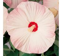 Bedwen Hardy Hibiscus 'Nippon Blush' 2L Plant - Giant Blush-Pink Flowers for Exotic Summer Borders, Focal Points & Warm Sheltered Spots
