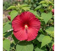 Bedwen Hardy Hibiscus 'Nippon Red' Plug Plants x3 - Giant Dinner-Plate Red Flowers for Tropical Garden Borders