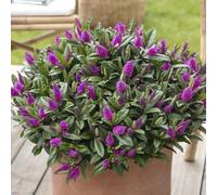 Bedwen Hebe 'Kiwi Horopito' 5cm Plant x2 - Compact Evergreen Shrub with Dark Green Glossy Foliage & Dark Pink-Red Flowers for Pots, Borders & Year-Round Interest