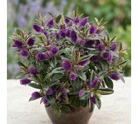 Bedwen Hebe 'Kiwi Karaka' 2L Plant - Compact Evergreen Shrub with Dark Green Glossy Foliage & Dark Purple-Blue Flowers for Pots, Borders & Year-Round Interest