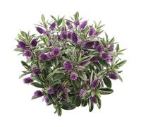 Bedwen Hebe 'Kiwi Karaka' 5cm Plant x2 - Compact Evergreen Shrub with Dark Green Glossy Foliage & Dark Purple-Blue Flowers for Pots, Borders & Year-Round Interest